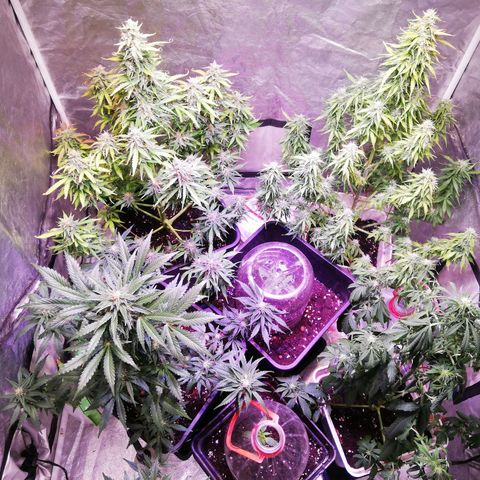 Crítical 3 growlog timeline photo
