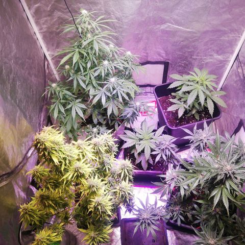 Crítical 3 growlog timeline photo
