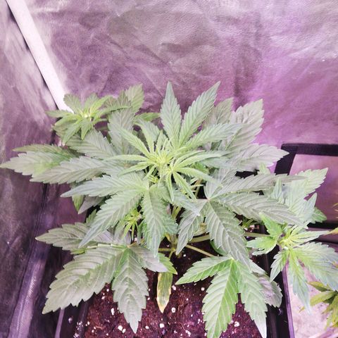 Lemon 1 growlog timeline photo