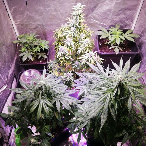Lemon 1 growlog timeline photo