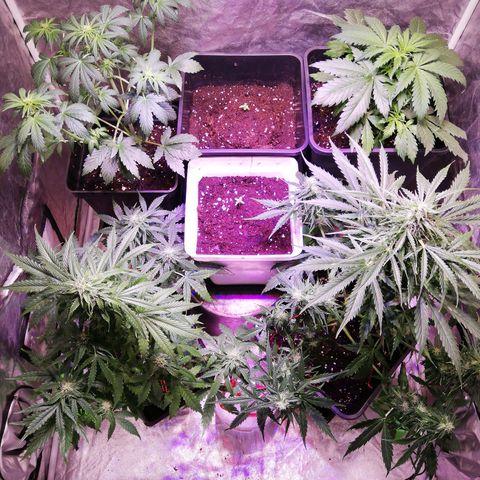 Lemon 1 growlog timeline photo