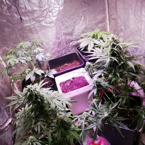 Lemon 1 growlog timeline photo