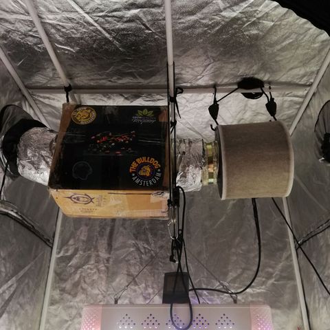 Lemon 1 growlog timeline photo