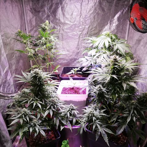 Lemon 1 growlog timeline photo