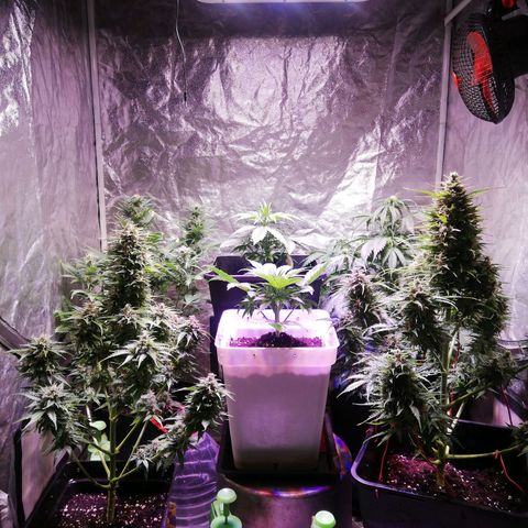 Lemon 1 growlog timeline photo