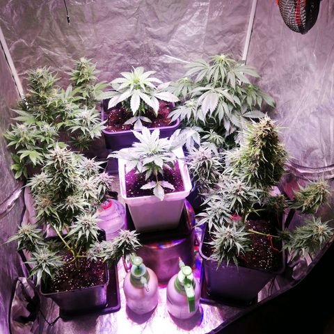 Lemon 1 growlog timeline photo