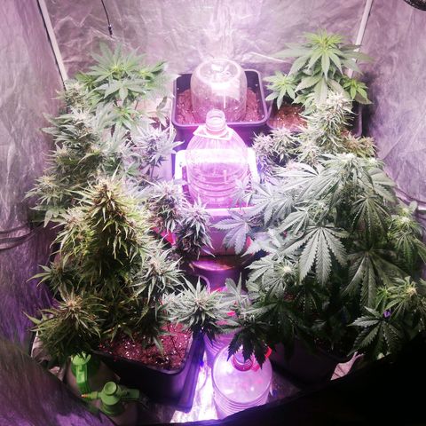 Lemon 1 growlog timeline photo