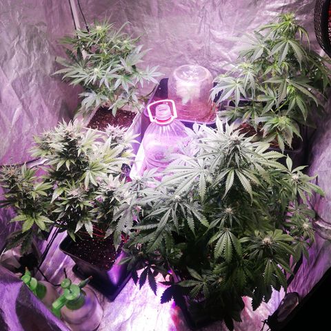 Lemon 1 growlog timeline photo