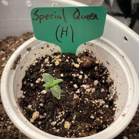 Special Queen #1 Growlog-Foto 1