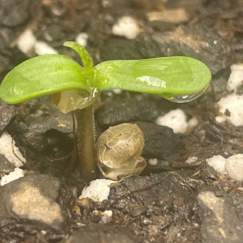 Banana Purple Punch Auto growlog photo: Day 2