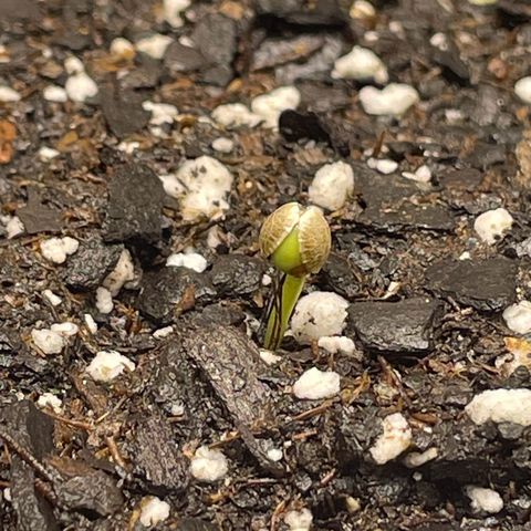 Banana Purple Punch Auto growlog photo: Day 2