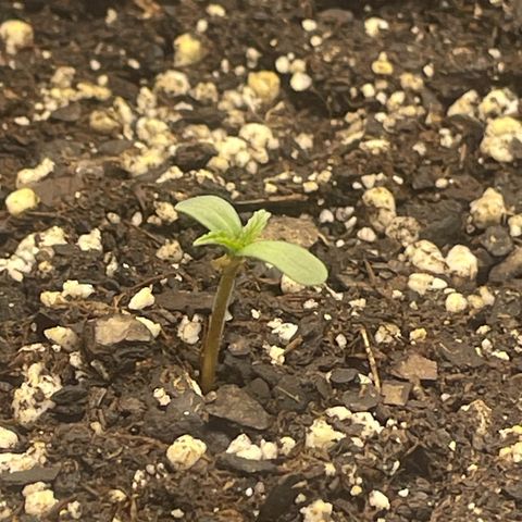 Banana Purple Punch Auto growlog photo: Day 2