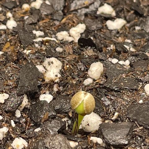 Banana Purple Punch Auto growlog photo: Day 2
