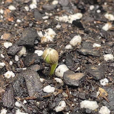 Banana Purple Punch Auto growlog photo: Day 2