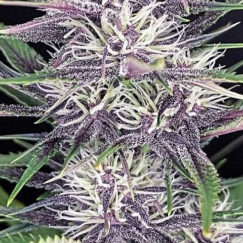 Banana Purple Punch Auto growlog timeline photo