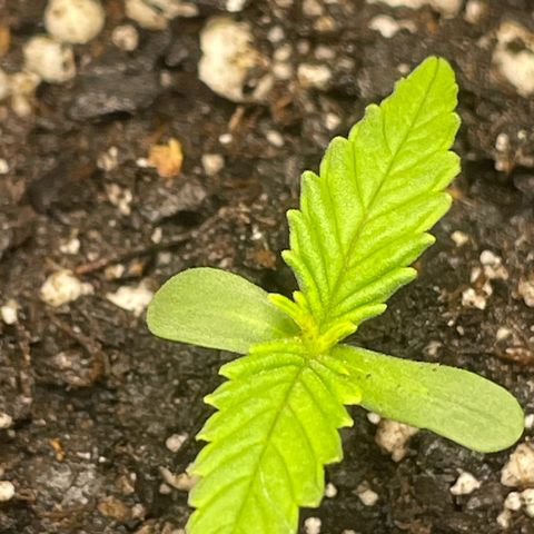 Banana Purple Punch Auto growlog photo: Added 2.5ml grow big , add every other week