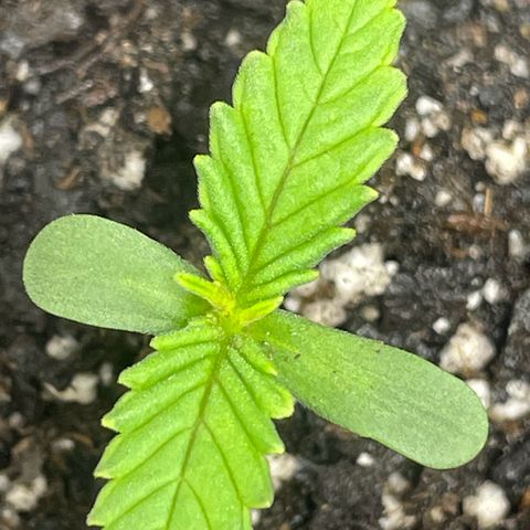 Banana Purple Punch Auto growlog photo: Added 2.5ml grow big , add every other week