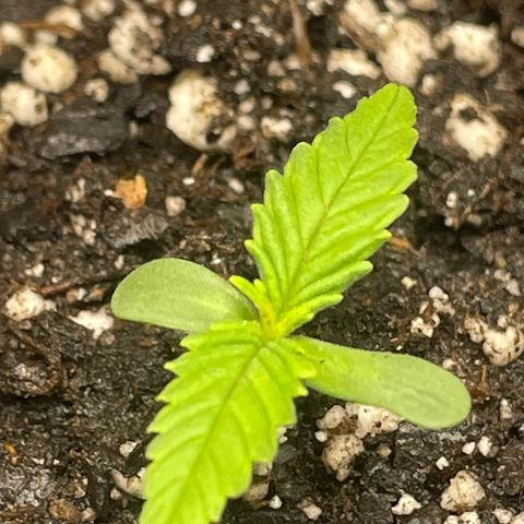 Banana Purple Punch Auto growlog photo: Added 2.5ml grow big , add every other week