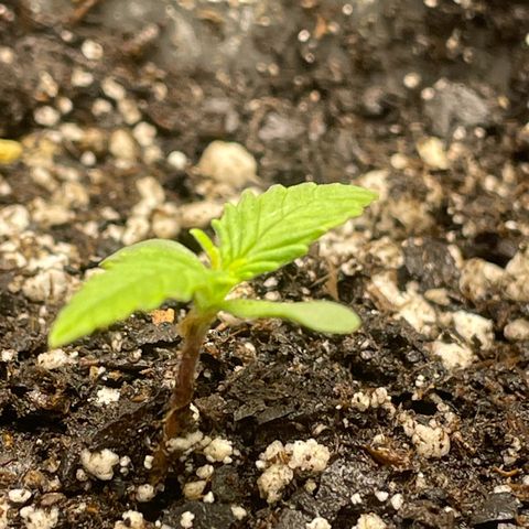 Banana Purple Punch Auto growlog photo: Added 2.5ml grow big , add every other week