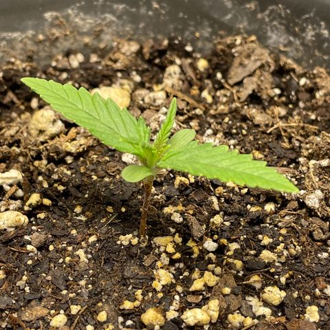Banana Purple Punch Auto growlog timeline photo
