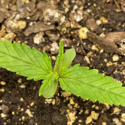 Banana Purple Punch Auto growlog timeline photo