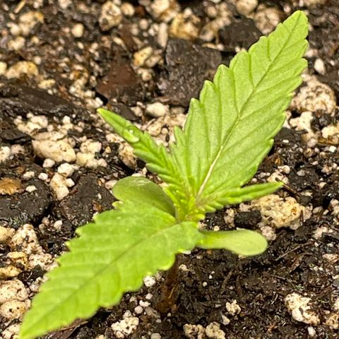 Banana Purple Punch Auto growlog timeline photo