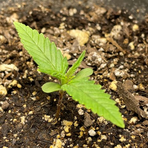 Banana Purple Punch Auto growlog timeline photo