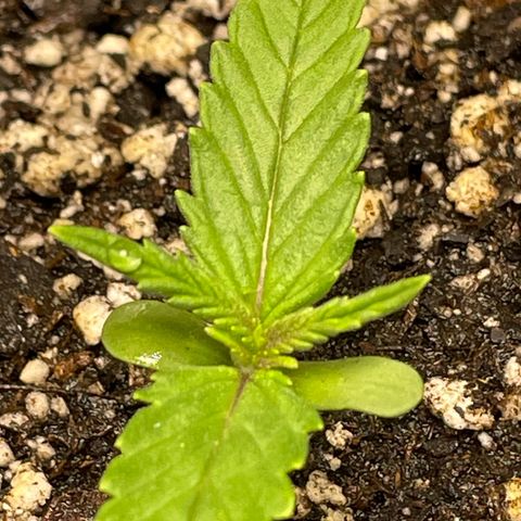 Banana Purple Punch Auto growlog timeline photo