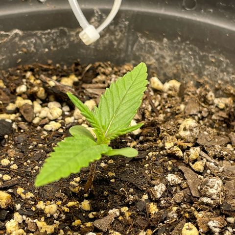 Banana Purple Punch Auto growlog timeline photo