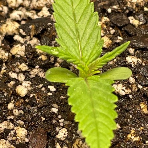 Banana Purple Punch Auto growlog timeline photo