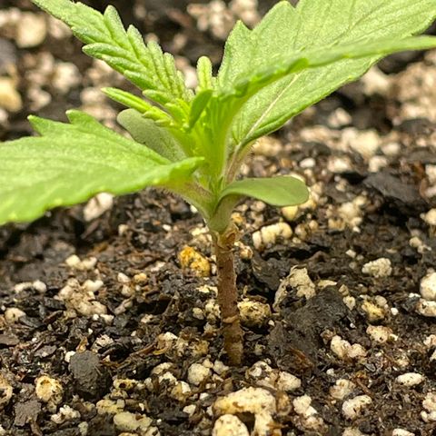 Banana Purple Punch Auto growlog photo: Watered with nutrients, light 20/4 18,000 lux 24”s away