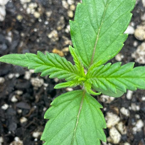 Banana Purple Punch Auto growlog photo: Watered with nutrients, light 20/4 18,000 lux 24”s away