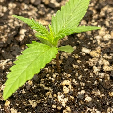 Banana Purple Punch Auto growlog photo: Watered with nutrients, light 20/4 18,000 lux 24”s away