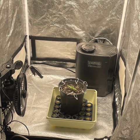 Banana Purple Punch Auto growlog photo: Watered with nutrients, light 20/4 18,000 lux 24”s away