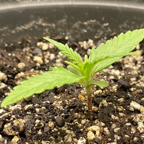Banana Purple Punch Auto growlog photo: Watered with nutrients, light 20/4 18,000 lux 24”s away
