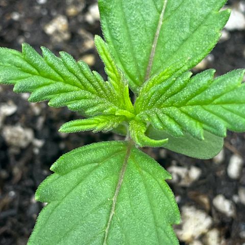 Banana Purple Punch Auto growlog photo: Watered with nutrients, light 20/4 18,000 lux 24”s away