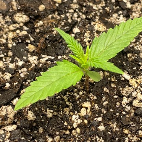 Banana Purple Punch Auto growlog photo: Watered with nutrients, light 20/4 18,000 lux 24”s away
