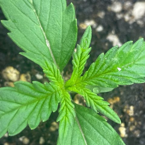 Banana Purple Punch Auto growlog photo: Day 10