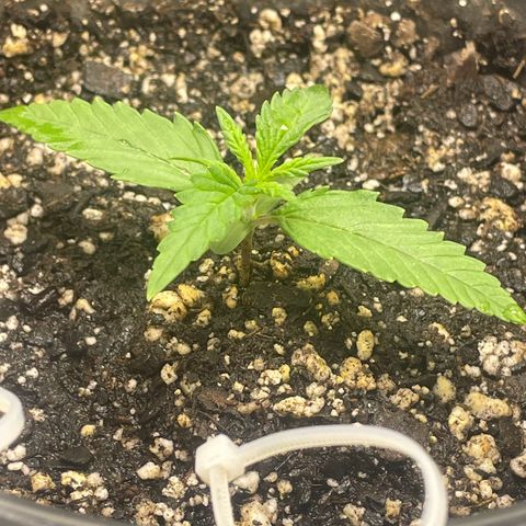 Banana Purple Punch Auto growlog photo: Day 10