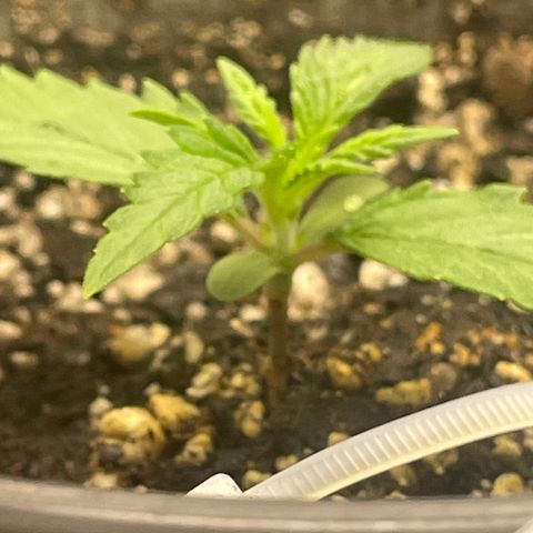 Banana Purple Punch Auto growlog photo: Day 10