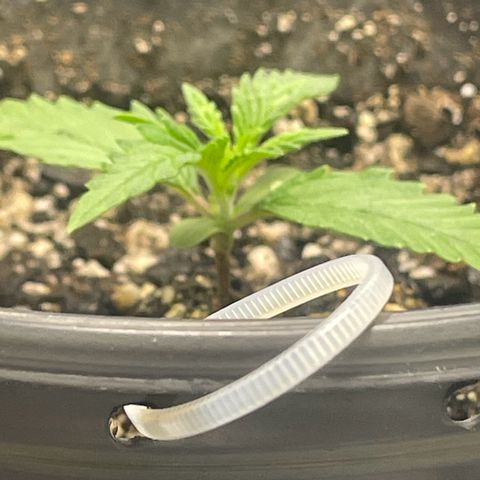 Banana Purple Punch Auto growlog photo: Day 10