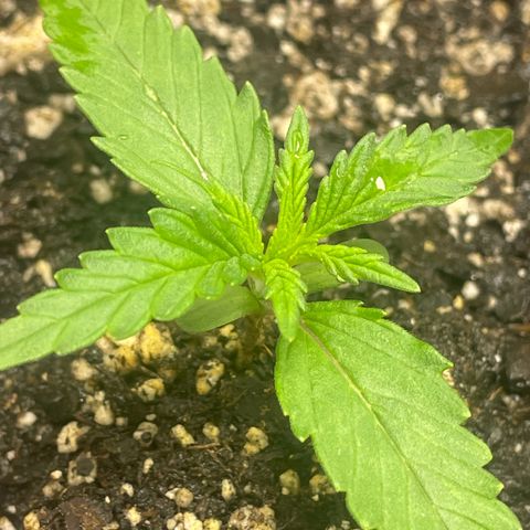 Banana Purple Punch Auto growlog photo: Day 10