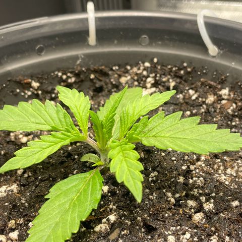 Banana Purple Punch Auto growlog timeline photo