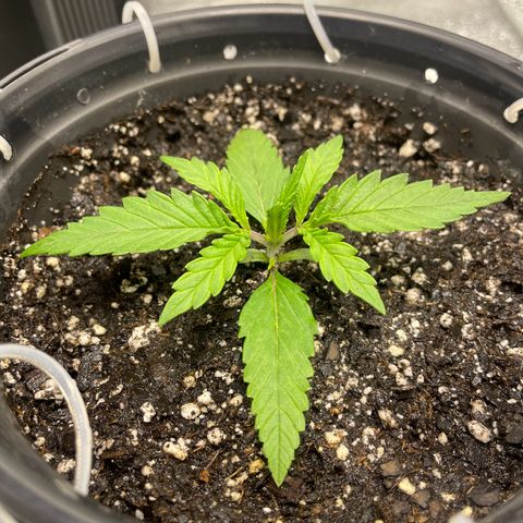 Banana Purple Punch Auto growlog timeline photo