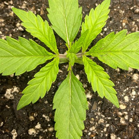 Banana Purple Punch Auto growlog timeline photo