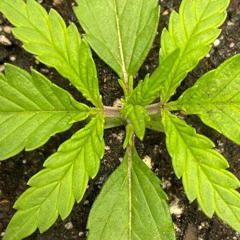 Banana Purple Punch Auto growlog timeline photo