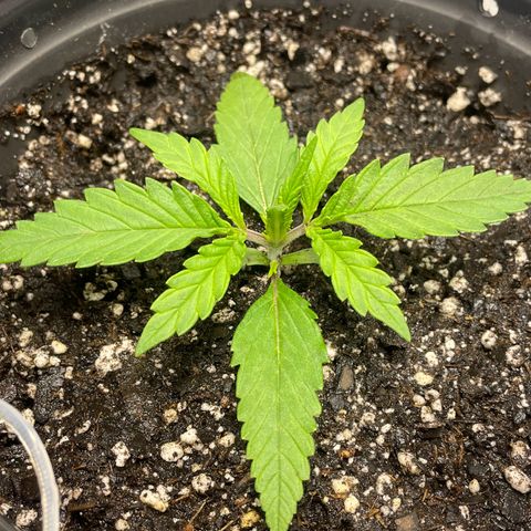 Banana Purple Punch Auto growlog timeline photo