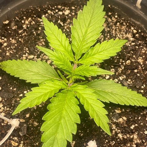 Banana Purple Punch Auto growlog photo: Recharge