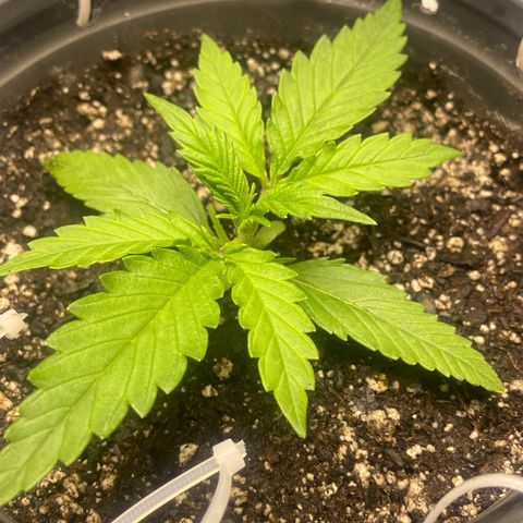 Banana Purple Punch Auto growlog photo: Recharge