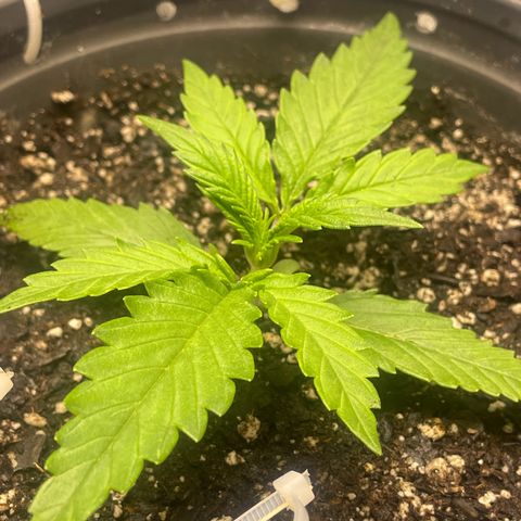 Banana Purple Punch Auto growlog photo: Recharge
